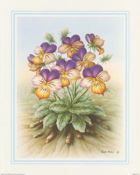 Rob Pohl - Purple and Yellow - Pansies 10