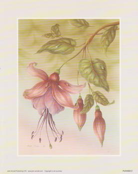 Rob Pohl Print - Fuchsia 10