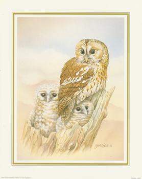 John Ball - Tawny Owl 10