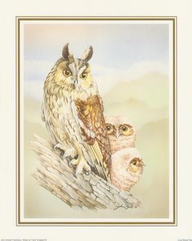 John Ball - Long Eared Owl 10