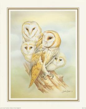 John Ball - Barn Owl 10