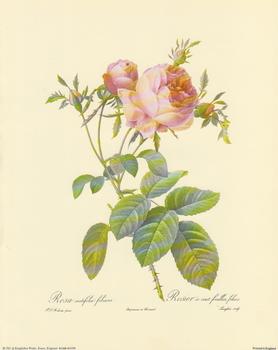 Redoute Rose A6 Main Gallery P J Redoute