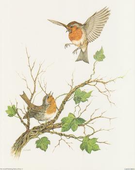 Garden Birds A - by J A Pulford - 10