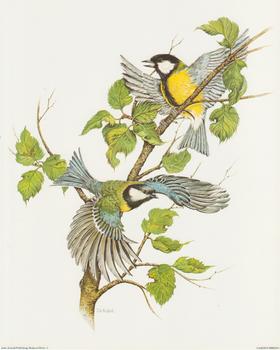 Garden Birds C - by J A Pulford - 10