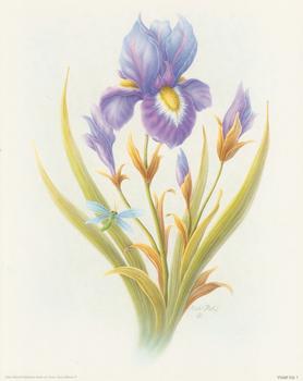 Violet Iris 1 -Rob Pohl - 8