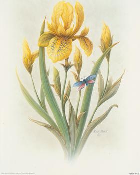 Yellow Iris - Rob Pohl - 10