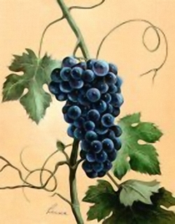 Grapes C11 Main Gallery Reina