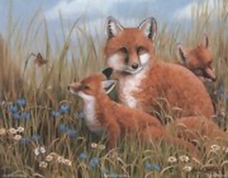 Foxes B8 Main Gallery Mark Chester