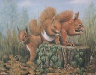 Squirrels B10 Main Gallery Mark Chester