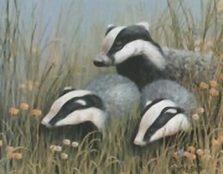 Badgers B1 Main Gallery Mark Chester