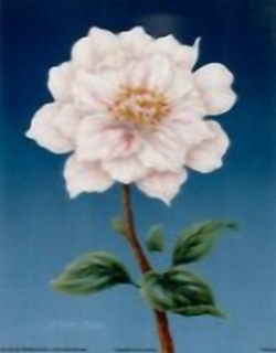 Camellia B1 Main Gallery Rob Pohl