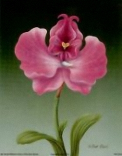 Pink Orchid B2 Main Gallery Rob Pohl