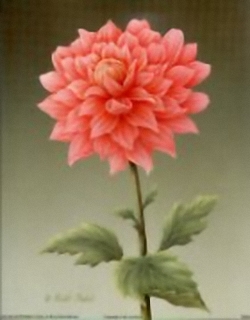 Dahlia B3 Main Gallery Rob Pohl