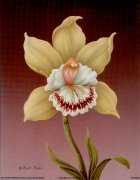 Cymbidium *