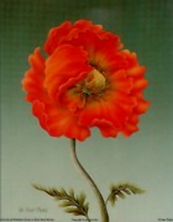 Orange Poppy B7 Main Gallery Rob Pohl