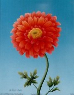 Gerbera B8 Main Gallery Rob Pohl