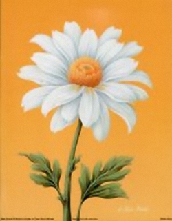 White Daisy B9 Main Gallery Rob Pohl