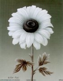 Black/White Daisy B1 Main Gallery Rob Pohl