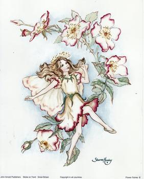 Flower Fairies C by Sharon Healey . Sharon Healey