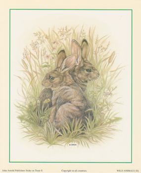 Rabbit - Wild Animals D - by S.Bews - 5