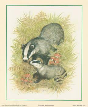 Badger - Wild Animal C - by S Bews - 5