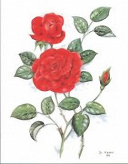 Red Roses B4 Main Gallery 