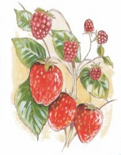 Raspberries & Strawberries D1 Main Gallery Not Known