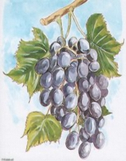 Bunch Of Grapes D3 Main Gallery papertole.co.uk