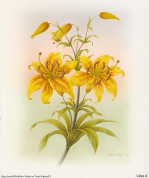 Lilies A - by Rob Pohl - 5