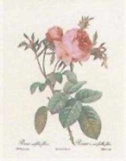 Redoute Rose J4 Main Gallery P J Redoute