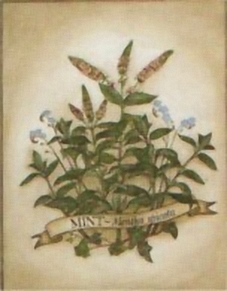 Mint - Mentha Spicata J3 Main Gallery Not Known