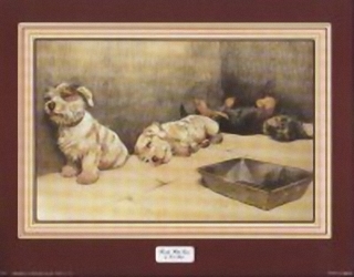 Cats and Dogs