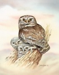 Little Owl K8 Main Gallery John Ball