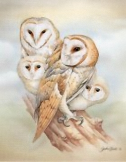 Barn Owl K9 Main Gallery John Ball