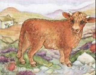 Highland Cow K6 Main Gallery Not Known