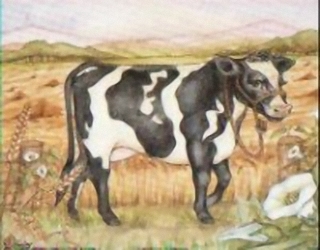 Friesian Cow K7 Main Gallery Not Known