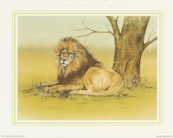 **LION** African Wild Animal (A) by J A Pulford 5