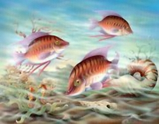 Coral Reef Fish K4 Main Gallery Rob Pohl