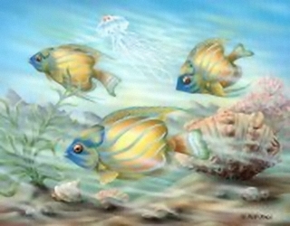 Coral Reef Fish K5 Main Gallery Rob Pohl