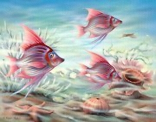 Coral Reef Fish K1 Main Gallery Rob Pohl