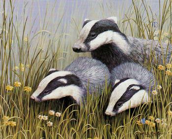 English Animals K3 - Badger Family 6