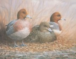 Ducks Trio K4 Main Gallery Mark Chester