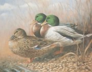 Ducks Trio K6 Main Gallery Mark Chester