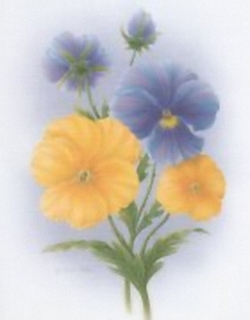 Pansies And Petunias K9 Main Gallery Rob Pohl