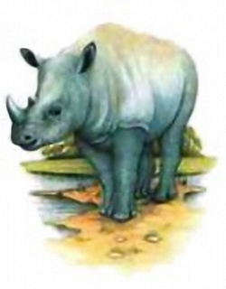 White Rhinoceros A3 Main Gallery David Andrews