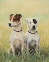 JACK RUSSELS L5 - 8