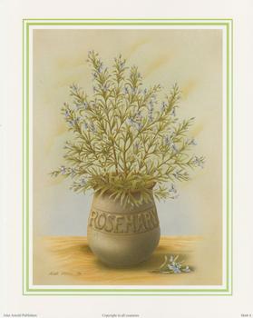 Herb Print 4 - ROSEMARY by Rob Pohl - 10