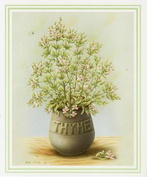 THYME Herb Print ** by Rob Pohl ** 5