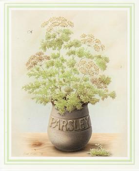 PARSLEY Herb Print ** by Rob Pohl ** 5