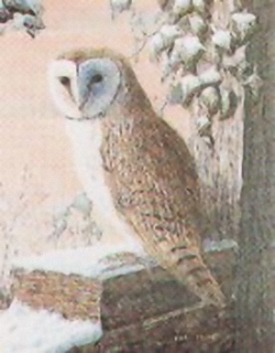 Barn Owl E5 Main Gallery Mark Chester